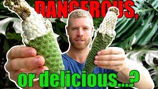 Can You Eat This DANGEROUS Fruit? | Monstera Deliciosa (Fruit Salad Plant) Tasting