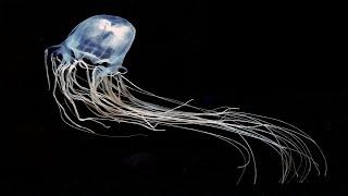 Box Jellyfish - The Most Venomous Animal In The World / Documentary (English/HD)