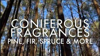 CONIFEROUS FRAGRANCES: PINE, FIR, SPRUCE & MORE