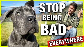 How to Stop Your Dog From Being BAD Wherever You Go!