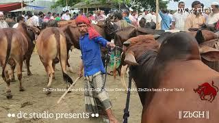 330 | Qurbani Eid | Medium Size Bulls Sold at Paragram Haat | ZbGH 2020