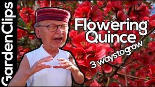 Flowering Quince - Chaenomeles - how to grow flowering quince - 3 ways to propagate quince