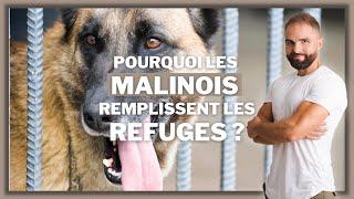 Pourquoi les Malinois remplissent les refuges ?