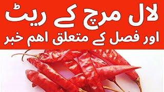 "Today's Red Chilli Price in Pakistan | Spices wholesale Latest Market Update"