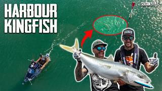 Kingfish Madness: Epic Harbour Fishing With Stick Bait Lures In Tauranga S9 Ep4