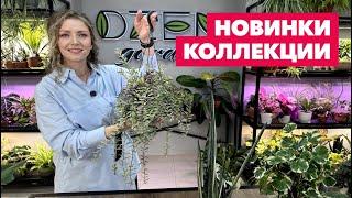 Новые комнатные растения в коллекции » Красная Нива и Совместная закупка