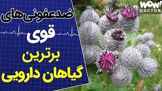 درمان : 9 گیاه دارویی که عفونت را از بدن دور می کند !!؟