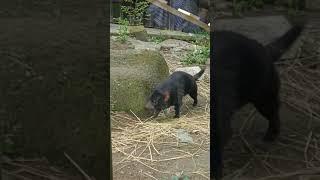 ただのタスマニアデビルてくてくの動画です。#タスマニアデビル#多摩動物公園