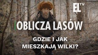 Gdzie i jak mieszkają wilki? | Oblicza lasów #74