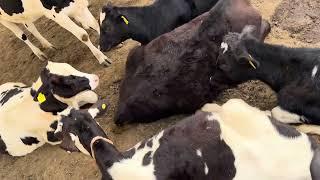 Calves at our farm 1st and 2nd gen