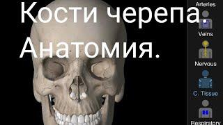 Кости черепа (Cranium). Краткая анатомия. Остеология занятие #1