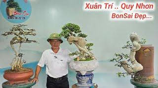 Xuân Trí Quy Nhơn. Giao Lưu Nhiều Tác Phẩm BonSai Đẹp Ngày 05.10.2024 Lh #0365282228