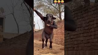 nach dhanno  #funny  #shorts #ritik chaudhary