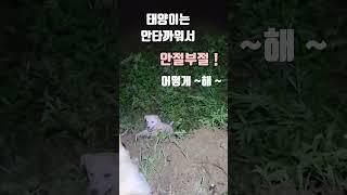 태양이는 진짜 사람보다 낳아요 (위험한 상황의 새끼를 걱정하는 마음이 ...ㅣ #shorts #강아지 #반려견 #애견영상