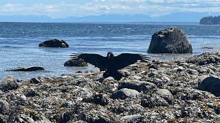 RAVEN VS EAGLE FIGHT! Don’t f**k with a Bald Eagle