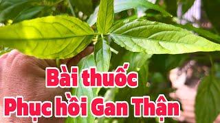 Bài thuốc Phục hồi Gan Thận . PHAN HẢI Channel