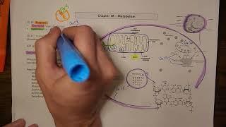Context of metabolism and biomolecules