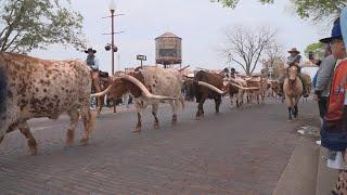 City of Fort Worth temporarily cancels afternoon Longhorn walks through the Stockyards