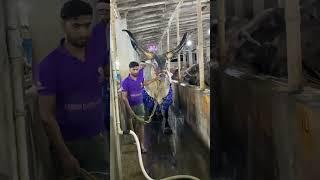 SHAN-E-BENGAL || MOST BIGGEST & HUGE KANKAREJ OX FROM DANISH DAIRY FARM 2025#shorts#viral#trending