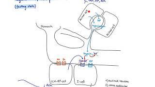 Brandl’s Basics: Production and regulation of CCK (cholecystokinin)