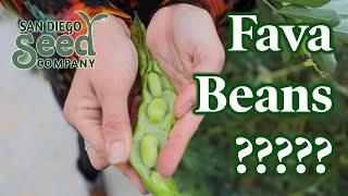 Why every farm should grow Fava beans