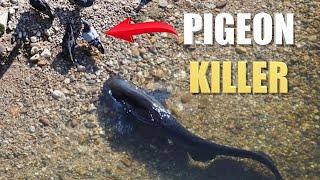 Giant Catfish Hunt Pigeons on Land