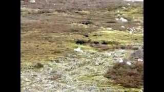 Golden Eagle attacking ewe and lamb