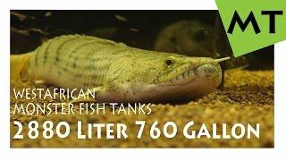 2880 Liter / 760 Gallon West African Biotope | MONSTER FISH TANKS ( in Full HD )