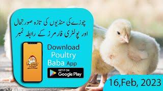 Poultry Baba & Day-Old Chick Rate Today | Daily Chick Poultry Markets | Poultry Farm Business Plan|