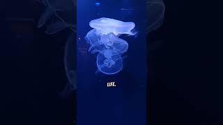 Meet the Jellyfish That Can Live Forever| Miraculous Life Cycle  Jellyfish #facts  #shorts #petfacts