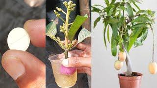 Simple method propagate mango tree with onion,, how to grow mango tree from cutting at home