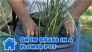 Container Gardening : How to Grow Grass in a Flower Pot