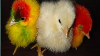 Cute Colors Babies Chicks | Colorful Chicks | Beautiful Chicks | Razi Ali Vlogs