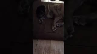 Zuzu, English Mastiff:  Yoga Mat in RV vs “Big Barker” at home