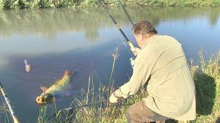 Pecanje na kanalu DTD u Vojvodini kod Vršca - Dubinsko pecanje - Fider pecanje | Fishing carp