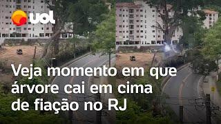 Árvore cai em cima de fiação elétrica em Petrópolis (RJ); vídeo mostra momento