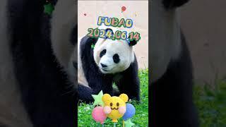 FUBAO2024.06.14 #panda #pets #fubao #cute #animals #funny #love #automobile #happy