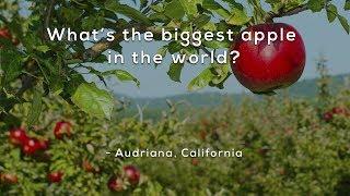 Whats the biggest apple in the world?