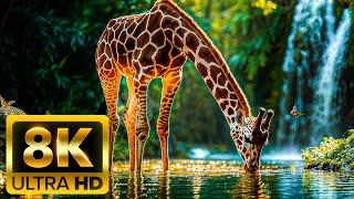 WILDLIFE PARADISE 8K (60FPS) Ultra HD | A World of Colorful Animals