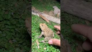 Funny frogs Catching |Wep wep catching frogsfunny | boing catch frogsmake you laugh#shorts