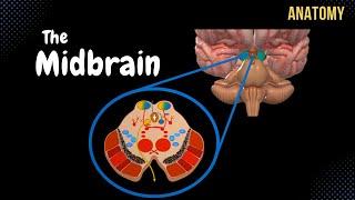 Mesencephalon (Midbrain) - External & Internal structures + QUIZ | Anatomy