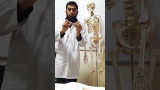 Typical & Atypical Ribs||Anatomical Position||Asadullah TV.BD #ribs