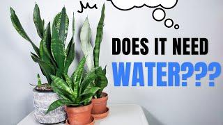 6 snake plant care tips that you need to know!