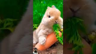 Cute Animal 2024 #shorts #trending #rabbit #pets #bunny #rabbiteating #cute #funny #animals #love