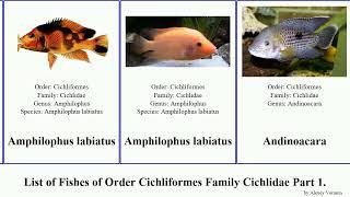 List of Fishes of Order Cichliformes Family Cichlidae Part 1. apistogramma amphilophus aequidens