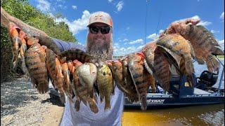Catching Exotic Invasive Fish in Florida! Mayan Cichlids! I put one in my FISH TANK!