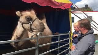 Thomas meets a camel!