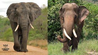 Diferencias entre el Elefante Africano y Asiático