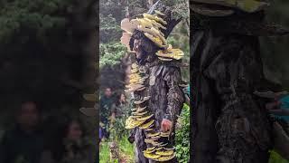 Telluride Mushroom Festival Parade and Drum Circle