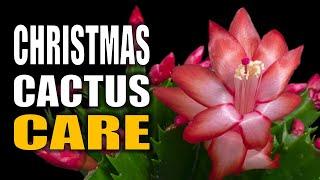 Christmas Cactus Care Tips, Blooming and Propagation